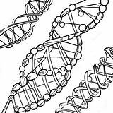 Dna Molecule With Bases Coloring Page  Pagescom sketch template