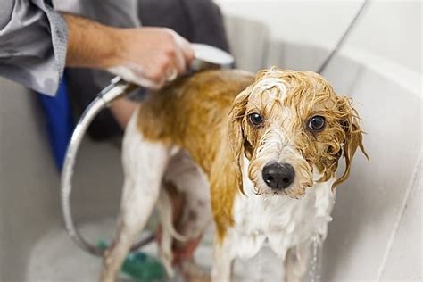 3 Best Dog Shampoos for Lice: Soothing Your Pup's Itchy Skin