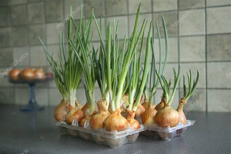 Sprouting green onions in eggs plastic package. Recycling idea. — Stock ...