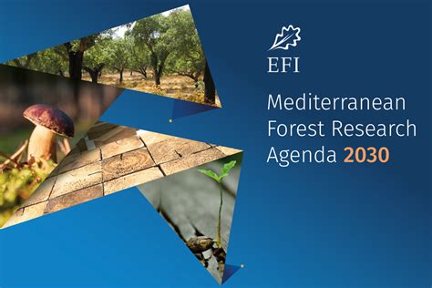 New agenda focuses on Mediterranean forest resilience in the face of ...