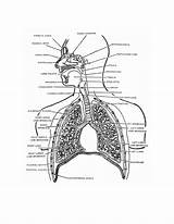 Respiratory System No Labels Coloring Sheet Pages sketch template