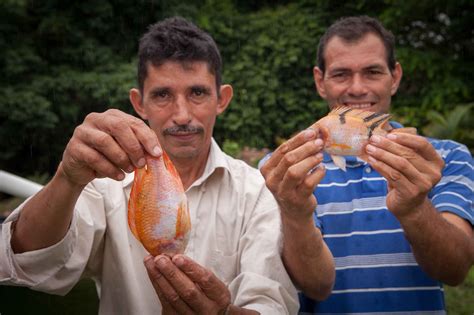 Backyard Tilapia Farming: German and Ester’s Story – Camano Island Coffee