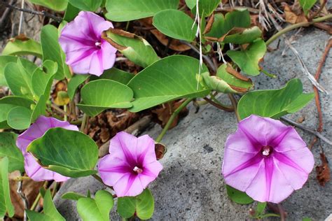 FLOWERS | Three flowers for a fantastic capture Nature's way… | Flickr