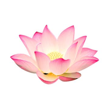 Pink Lotus Flowers PNG Transparent Images Free Download | Vector Files ...