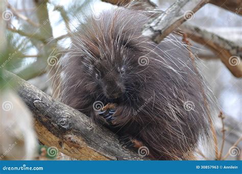 Porcupine With Teeth Showing In Portrait Shot Stock Photo ...