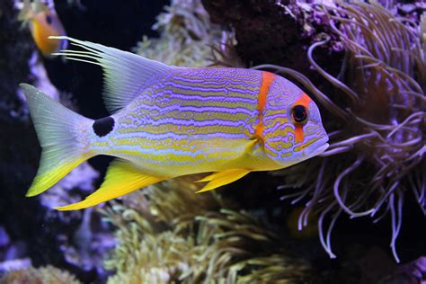 Colorful Fish Underwater