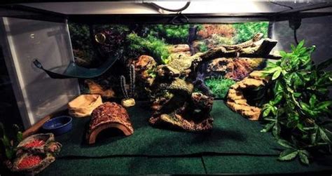 10 Creative Bearded Dragon Enclosure Ideas to Try in 2022