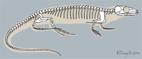 ADW: Hylonomus_lyelli_skeleton.jpg