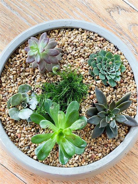 How to create a succulent dish garden - Duke Manor Farm by Laura Janning