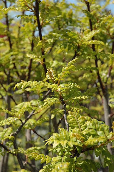 Japanese Pepper Tree (Zanthoxylum piperitum) in Raleigh Chapel Hill ...