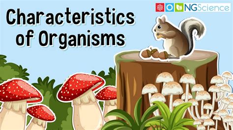 Characteristics of Organisms - YouTube