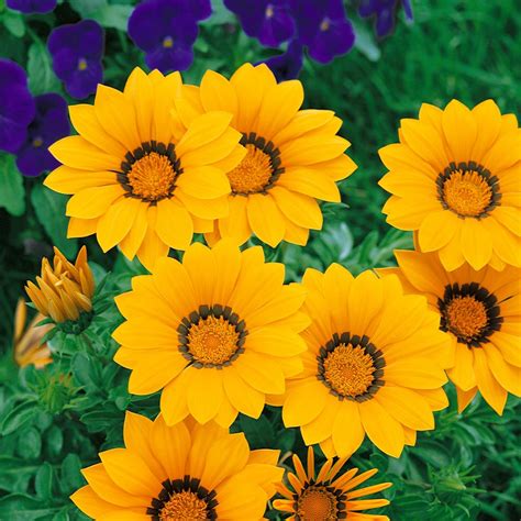 Drought Tolerant Gazania Kiss Golden Yellow Ground Cover Plant Seed