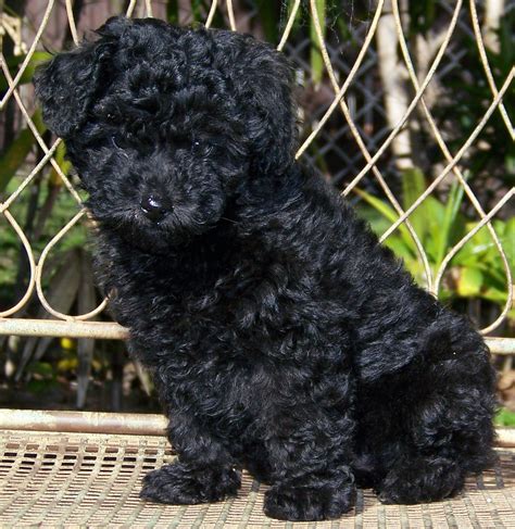 File:Miniature Poodle pup.JPG - Wikimedia Commons