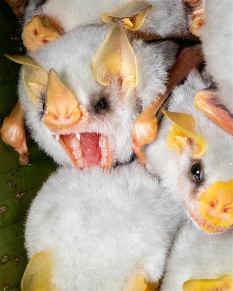 23 Honduran White Bat Facts: Living Marshmallows | Everywhere Wild ...