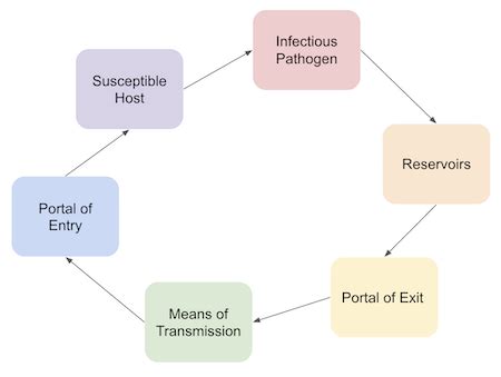 Chain Of Infection Diagram Printable