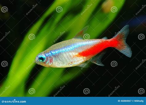 Neon Tetra Stock Photo - Image: 46884067