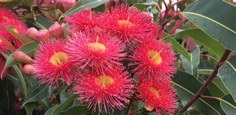 Fast-growing Australian native trees | Flower Power