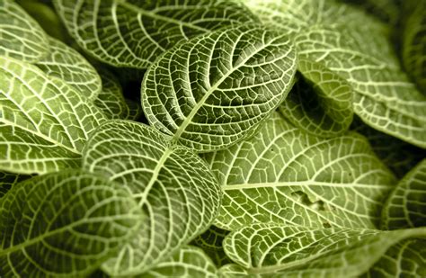 Free Images : leaf, flower, pattern, green, herb, botany, flora, leaves ...