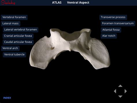 Ventral Arch