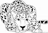 Free Printable Cheetah Coloring Page  Pages sketch template