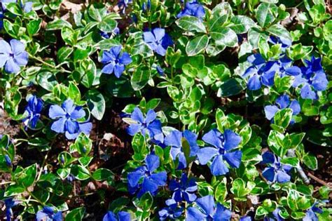 Periwinkle Ground Cover Shade Tolerant Plants, Shade Plants, Vinca ...