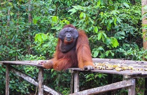 Tanjung Puting National Park » An Incredible Trekking Experience with Wild Orangutans - Love and ...