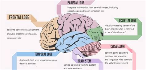 How Human Brain Mapping Can Help You Understand This Master Organ?