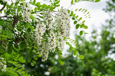 7 Acacia Tree Varieties Perfect For All Landscapes