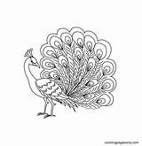 Free Printable Peacock 1 Coloring Page  Pages sketch template