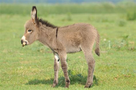 18 mini donkeys that will make you wanna sell your house and move to the country – SheKnows Mini ...