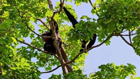 The black-headed spider monkey, Ateles f... | Stock Video | Pond5