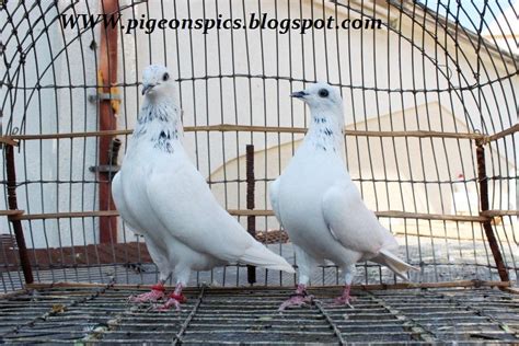 Beautiful Pigeons (kabuter) In Sharjha - Pigeons Pics | Latest Pigeons ...