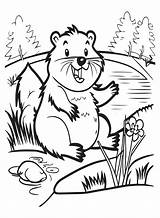 Beaver Coloring Pages  Free Printable PDF JPG PNG & Online sketch template