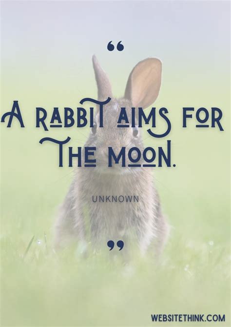 73+ Cute & Cuddly Quotes About Rabbits! 🥇[+ Images!]