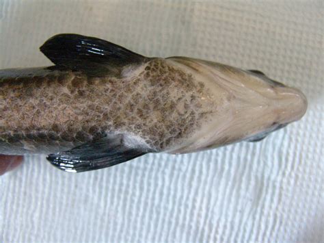 Black Carp | Underside of black carp. Photo courtesy of USGS… | Invasive Carp Regional ...