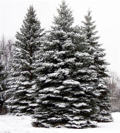 Evergreens in Snow 2 | Tree photography, Winter scenes, Winter landscape