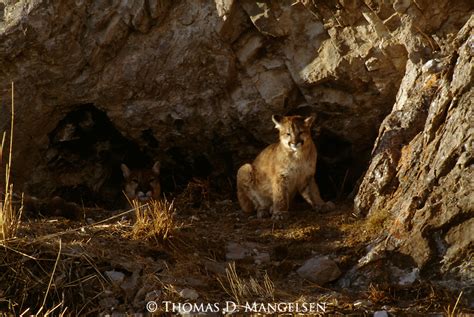 Mountain Lions | MANGELSEN - Images Of Nature Stock Agency