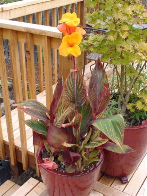 BobsGarden.com: CANNA TROPICANA