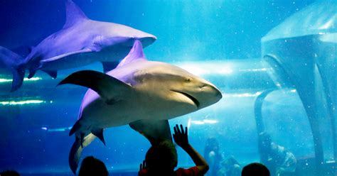 Oklahoma Aquarium hosts fourth annual Dive with the Bull Sharks contest