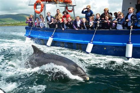 Dingle Dolphin Boat tour You'll ride aboard one of 6 fully licensed ...