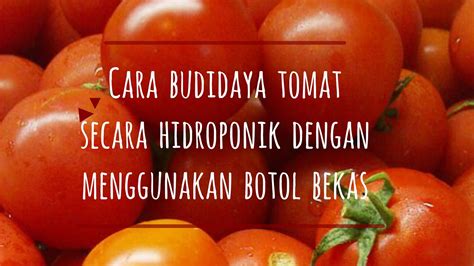 Cara Mudah Budidaya Tomat Hidroponik Menggunakan Botol Bekas - Jual Plastik UV (Ultra Violet ...