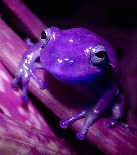 Purple Frog | Frog, Animals, Purple