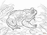 American Toad coloring Page  Free Printable Coloring Pages sketch template