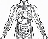 Coloring Page Of The Internal organs human body Download Or  sketch template