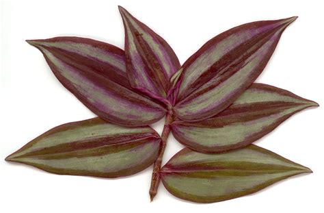 Is Tradescantia zebrina (inchplant, wandering jew) an edible “crop” plant? - Gardening ...