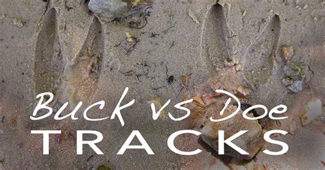 How to Tell Buck from Doe Tracks – NatureTracking