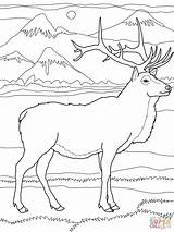 Simple Elk Coloring Pages sketch template