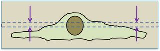 Biological sample preparation overview - Biological Electron Microscopy