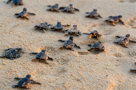 Turtle Nesting Season in Singapore: How can we help? | Asian Geographic Magazines