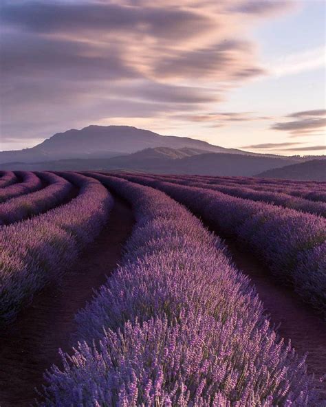 (17) Twitter | Lavender fields, Landscape, Lavender aesthetic